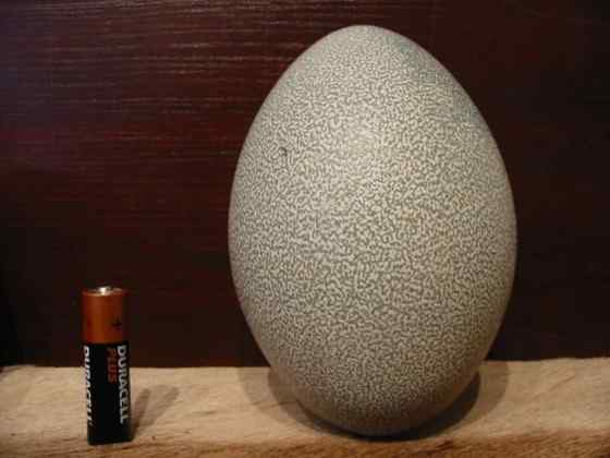 大型走禽——食火鸡(鹤鸵) 大型走禽——食火鸡(鹤鸵)