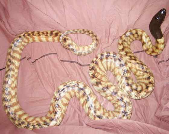 黑头盾蟒 Aspidites melanocephalus