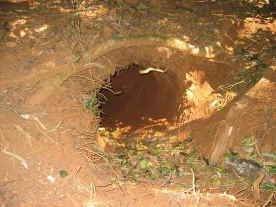 澳洲考拉  袋熊