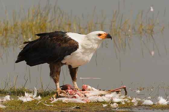 长得和白头海雕很像的吼海雕 Haliaeetus vocifer