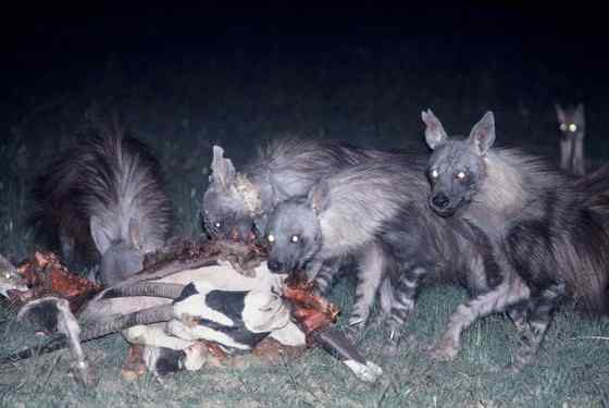 卡拉哈里的清道夫  棕鬣狗