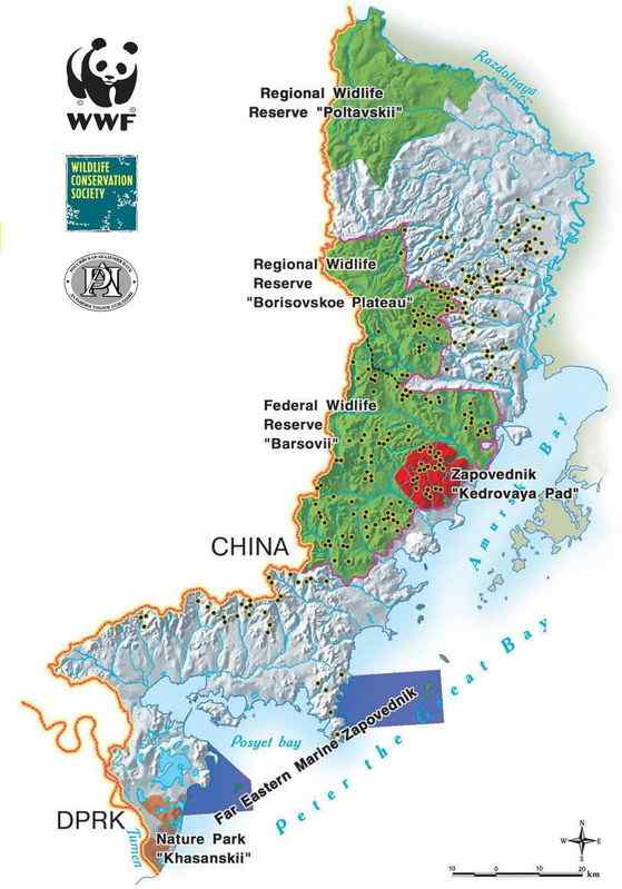 仅次于东北虎的大型猫科动物 远东豹 仅次于东北虎的大型猫科动物 远东豹