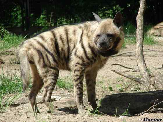 缟鬣狗 Hyaena hyaena 缟鬣狗 Hyaena hyaena