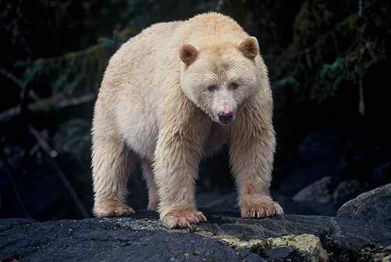 白灵熊 Kermode bear 白灵熊 Kermode bear
