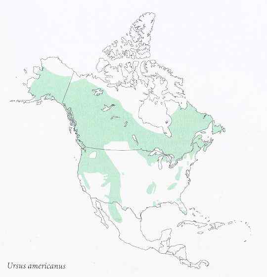 美洲数量最多、分布最为广泛的熊类  美洲黑熊
