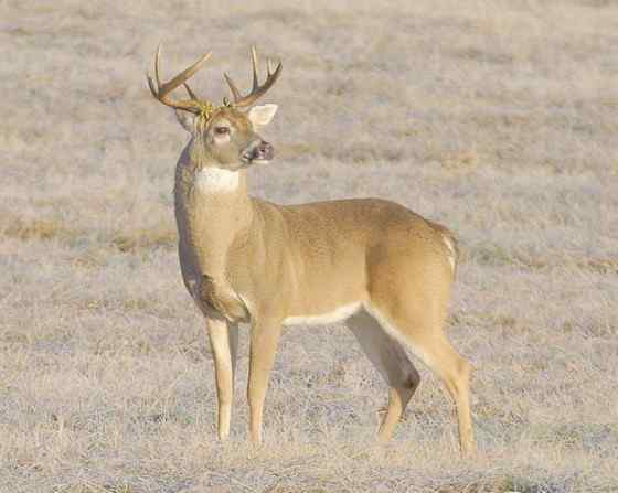 维吉尼亚鹿 白尾鹿
