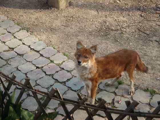 英国著名小说家吉卜林笔下的“红狗”  豺