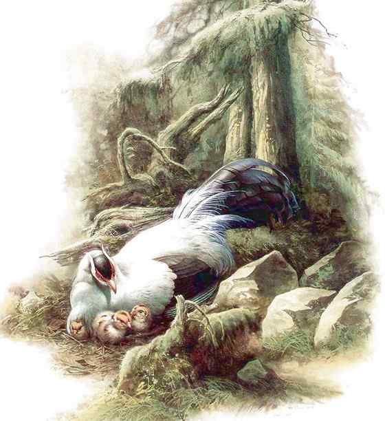 中国特有的鸟类——白马鸡、雪雉、藏马鸡