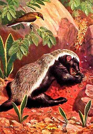 吃蜂蜜不要命的蜜獾