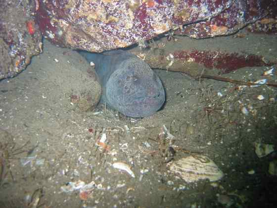 长相丑陋的怪鱼  狼鳗