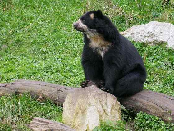 南美洲唯一的熊  眼镜熊(安第斯熊)