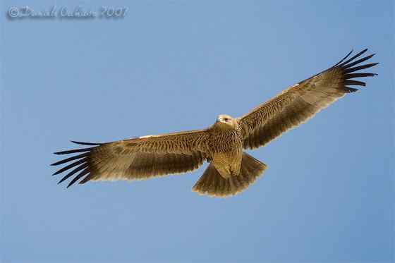 帝王鹰、御雕 白肩雕 帝王鹰、御雕 白肩雕