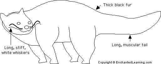 熊狸 Arctictis binturong 熊灵猫、貉獾 熊狸 Arctictis binturong 熊灵猫、貉獾