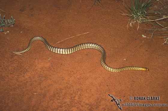 沙漠中的蟒蛇——兰氏盾蟒 Aspidites ramsayi 沙漠中的蟒蛇——兰氏盾蟒 Aspidites ramsayi