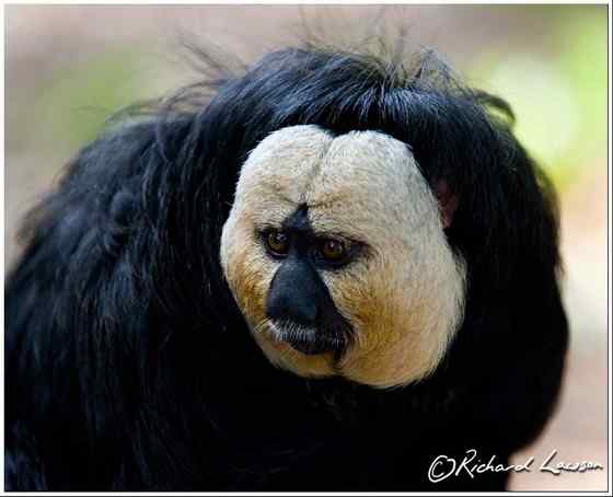 白脸僧面猴 White faced saki