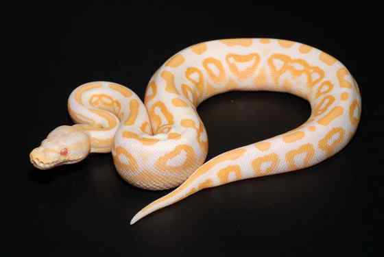 球蟒 受惊时会卷成球状的蟒蛇