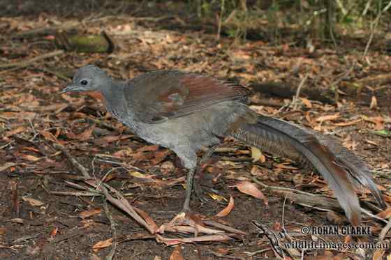 华丽的琴鸟 华丽的琴鸟