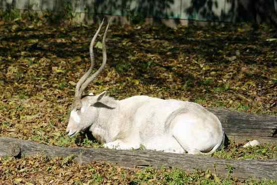 旋角羚 Addax nasomaculatus 旋角羚 Addax nasomaculatus