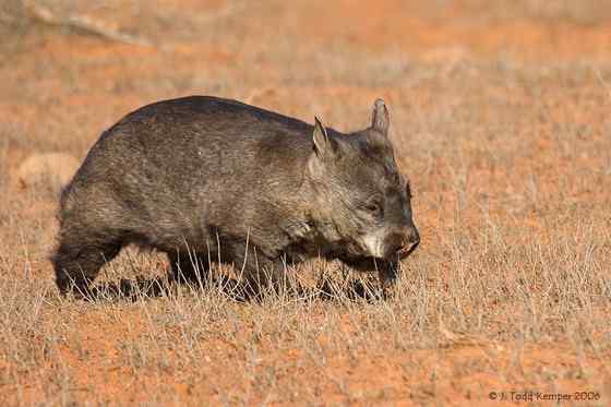 澳洲考拉  袋熊