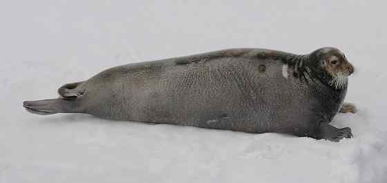 髯海豹 须海豹 Erignathus barbatus 髯海豹 须海豹 Erignathus barbatus