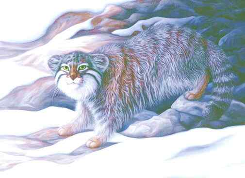 绿眼睛的肥猫羊猞猁  兔狲 Otocolobus manul