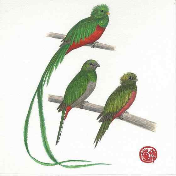 南美洲最美丽的鸟  凤尾绿咬鹃