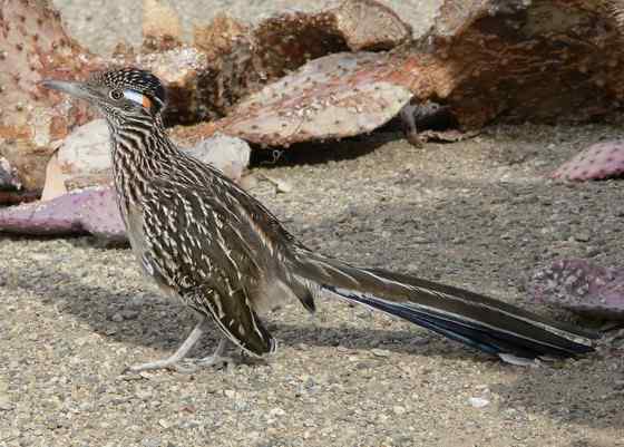 捉蛇抓蛇吃蛇的鸟  走鹃