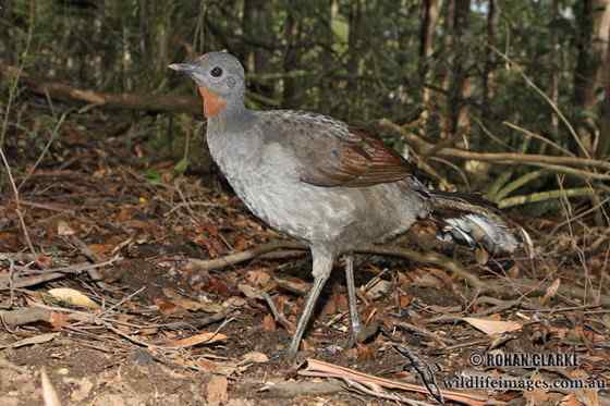 华丽的琴鸟 华丽的琴鸟