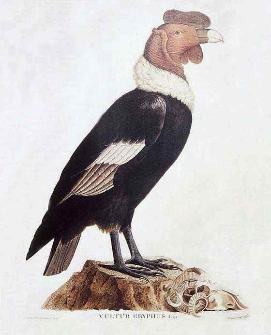 世界上最大的猛禽--康多兀鹫 Vultur gryphus