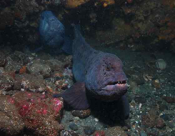 长相丑陋的怪鱼  狼鳗