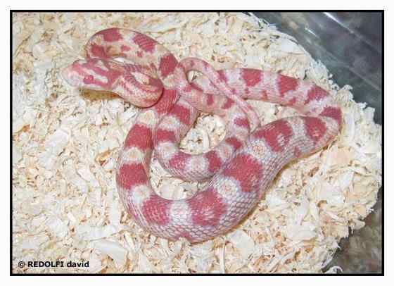 玉米锦蛇 粟米蛇、玉米蛇、红鼠蛇