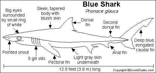漂亮的鲨鱼 大青鲨、虎头鲨 漂亮的鲨鱼 大青鲨、虎头鲨