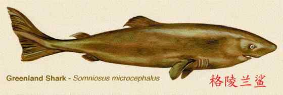 格陵兰鲨 睡鲨 格陵兰鲨 睡鲨