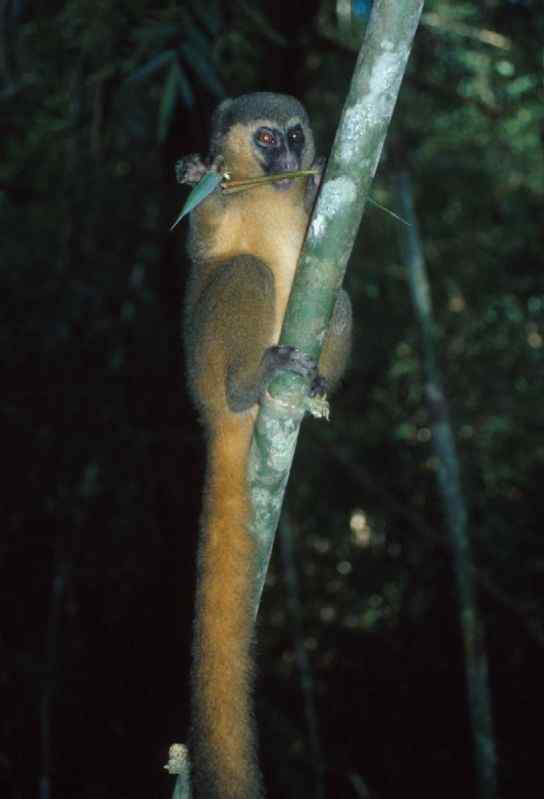 一生离不开竹子  马达加斯加 金竹驯狐猴