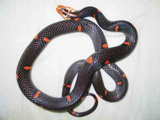 古老而神秘的蛇类 白头蝰