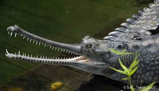 大型鳄鱼 食鱼鳄