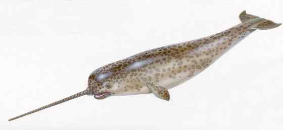 北冰洋中的独角兽 长“牙齿”的角鲸