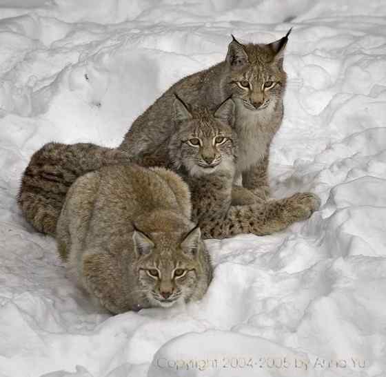 猫科动物  猞猁、羊猞猁、马猞猁