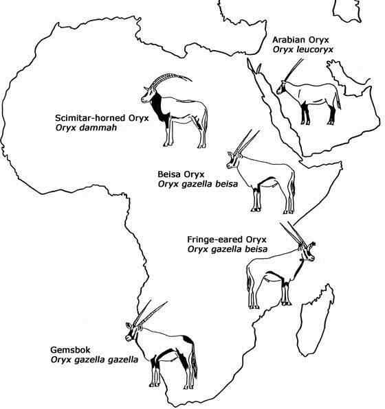 博茨瓦纳沙漠中的羚羊  南非长角羚