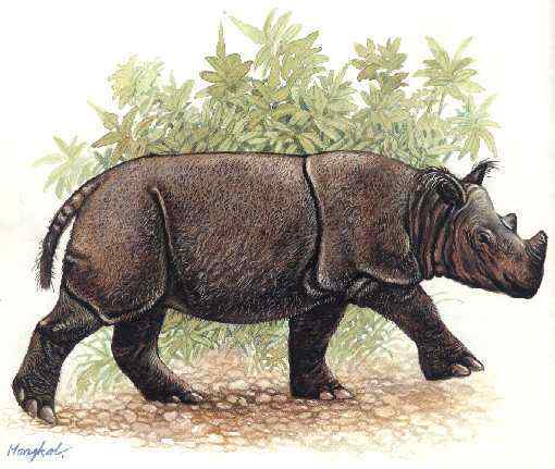 远古巨兽的直系后裔  亚洲犀牛 苏门答腊犀
