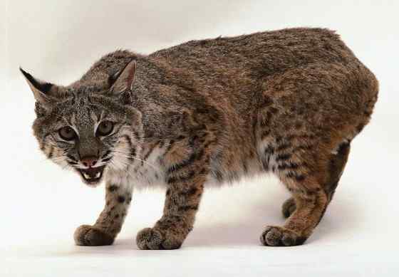 北美洲数量最多的猫科动物  短尾猫