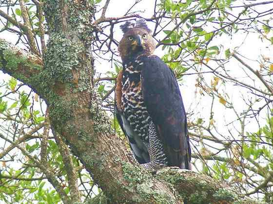 200万年前就吃人的猛禽  冕雕