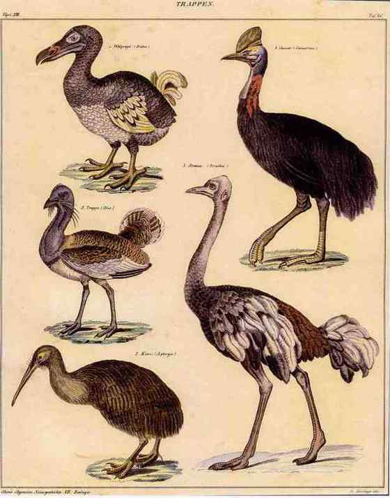 大型走禽——食火鸡(鹤鸵)