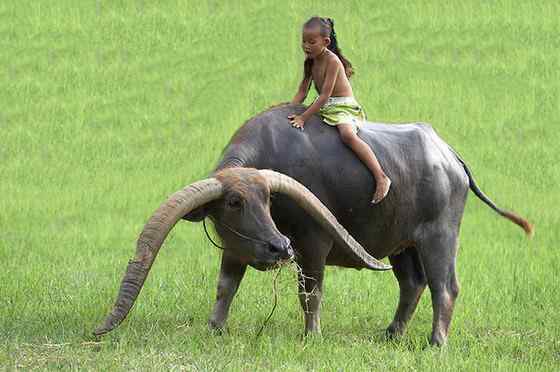 印度神话 亚洲水牛
