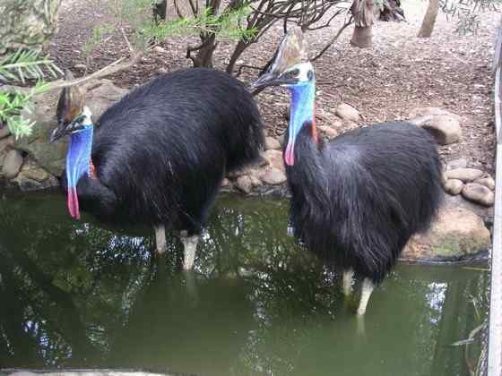 大型走禽——食火鸡(鹤鸵) 大型走禽——食火鸡(鹤鸵)