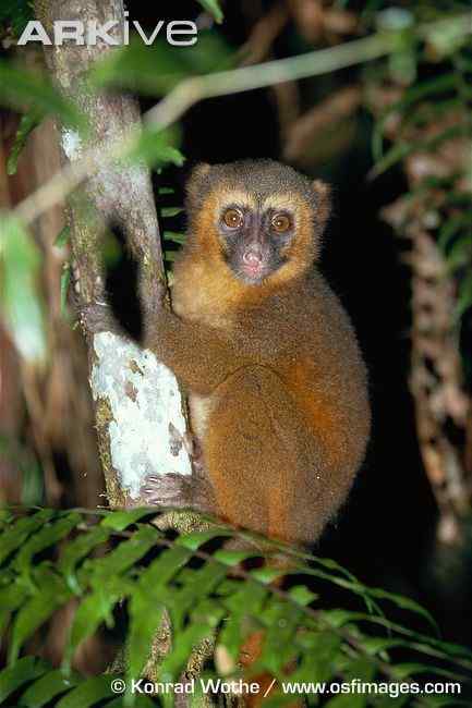 一生离不开竹子  马达加斯加 金竹驯狐猴