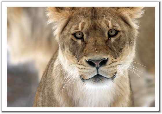 亚洲有狮子吗？  亚洲狮