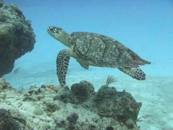 玳瑁是什么动物?一种海龟 玳瑁是什么动物?一种海龟