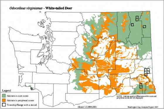 维吉尼亚鹿 白尾鹿