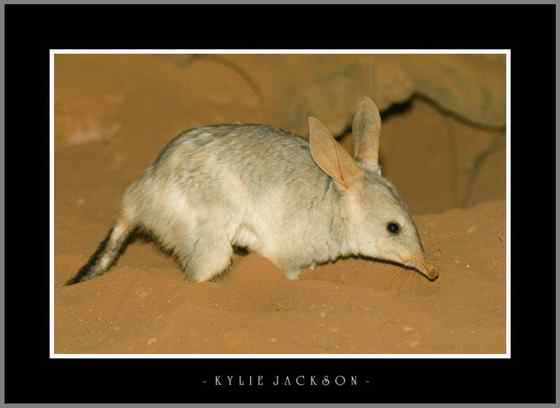 澳大利亚最奇特的有袋目动物之一 兔耳袋狸 澳大利亚最奇特的有袋目动物之一 兔耳袋狸